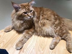 -藏猫猫咖啡主题馆(中央大道店)