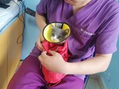 -瑞派福兴宠物医院犬猫全科·骨科·中西医结合(河东店)