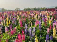 -径山花海