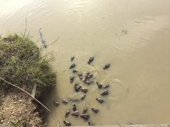 -中国扬子鳄村