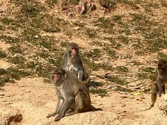 -石家庄市动物园