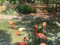 -ZOO COFFEE动物园咖啡(红山森林动物园店)