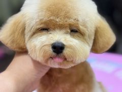 -Oh My Dog宠物沙龙(伊珊娜皮毛护理店)