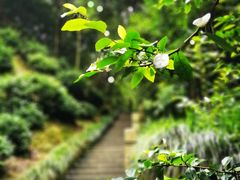 -十八棵（老龙井）御茶园(老龙井店)