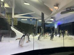 -悉尼海洋生物水族馆