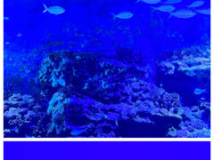 -上海海昌海洋公园