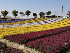 -上海杨姆庄园