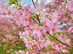 -天适樱花悠乐园
