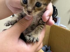 -安安宠医宠物医院·异宠·犬猫内科(岳阳分院)