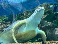 -上海海洋水族馆