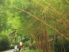 -火炉山森林公园