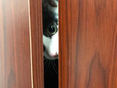 -momokira米努特·德文卷毛猫·棉花面纱犬
