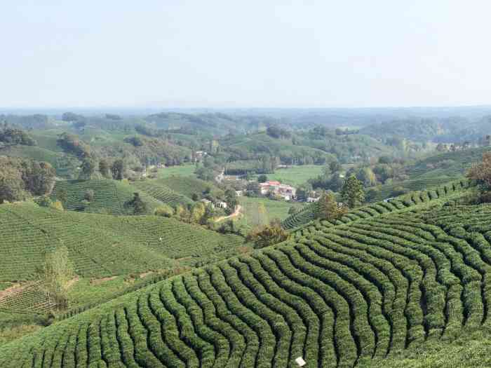 文新茶庄园-"95整体:一大片茶园 一大片治愈养眼绿.