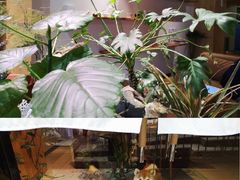 -柴务处·柴犬主题狗咖