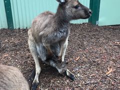 -费瑟代尔野生动物园