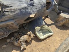 -西霞口神雕山野生动物世界