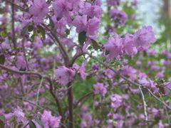 -黑龙江省森林植物园