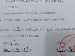 -猫十亿·布偶金渐层·曼基康矮脚猫舍(青年路店)