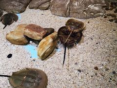 -芜湖新华联大白鲸海洋公园