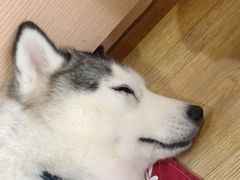 -Husky Go! 哈士奇体验馆·宠物咖啡厅狗咖
