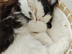 -共舞时光猫咖·狗咖(新街口店)