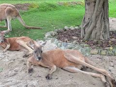 -泉州海丝野生动物世界