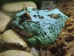 -上海大自然野生昆虫馆(东方明珠·爬宠昆虫探索中心)