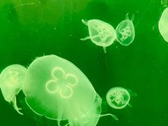 -上海海洋水族馆