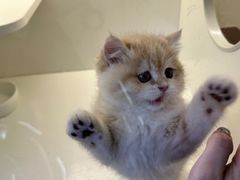 -小猫来了·猫舍(红山六九七九店)