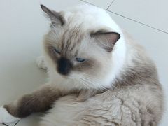 -怪兽屋·羊驼·猫咖·狗咖(俊华广场店)