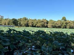 -长春市南湖公园