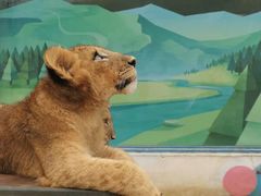 -大连森林动物园