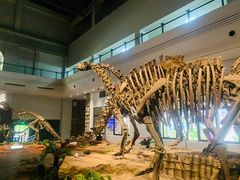 -自贡恐龙博物馆