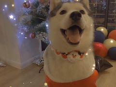 -Husky Go! 哈士奇体验馆·宠物咖啡厅狗咖