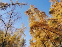 -三里屯东五街银杏大道