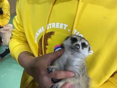 -藦茜花园宠物主题亲子互动体验馆(国顺东路店)