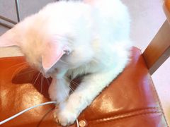 -藏猫猫咖啡主题馆(中央大道店)