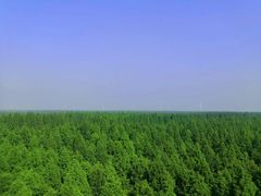 -黄海国家森林公园