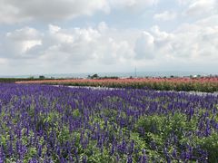 -富田农场