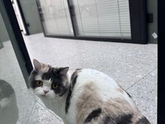 -四月宠物医院·猫专科·心脏专科·内科(转塘店)