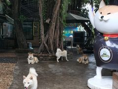 -柴犬高等学院·狗咖·柴犬售卖·宠物训练