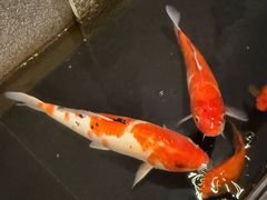 -月龍吟(朝龙汇店)