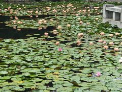 -金银湖国家城市湿地公园