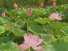 -莲花池公园