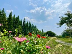 -桤木河湿地公园