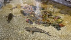 -Zoolung Zoolung动物主题公园(海信广场店)