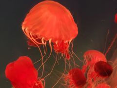 -海合安青岛极地海洋公园