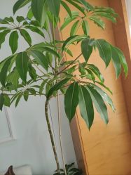 -HEYAN荷妍专业脱毛连锁机构