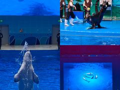 -石家庄市动物园