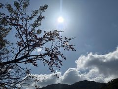 -海南霸王岭国家森林公园